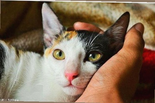 娱乐圈最新爆料合集：恋情风波、出轨疑云与抄袭争议全解读